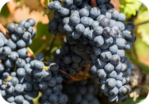 Negroamaro Grape