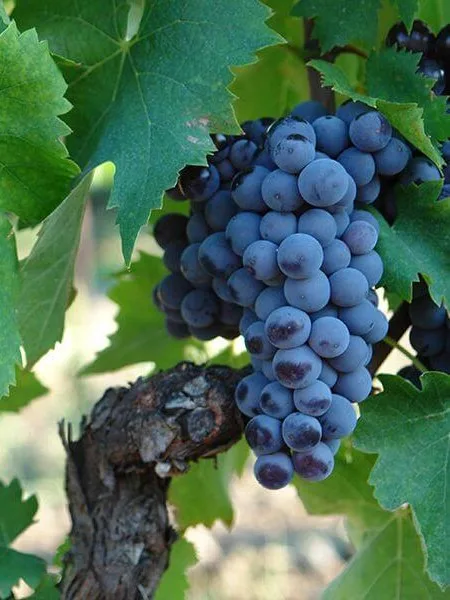 Nerello Mascalese Grape