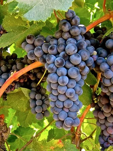 Petit Verdot grape
