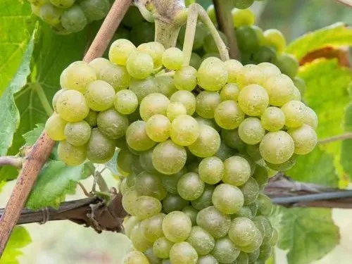 Petite Arvine Grape