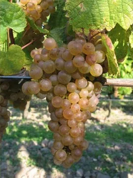 Romorantin Grape