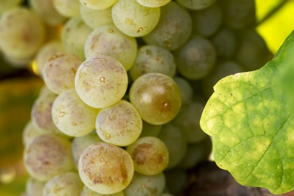 Roussanne Grape