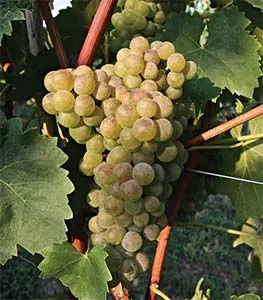 Turbiana grape