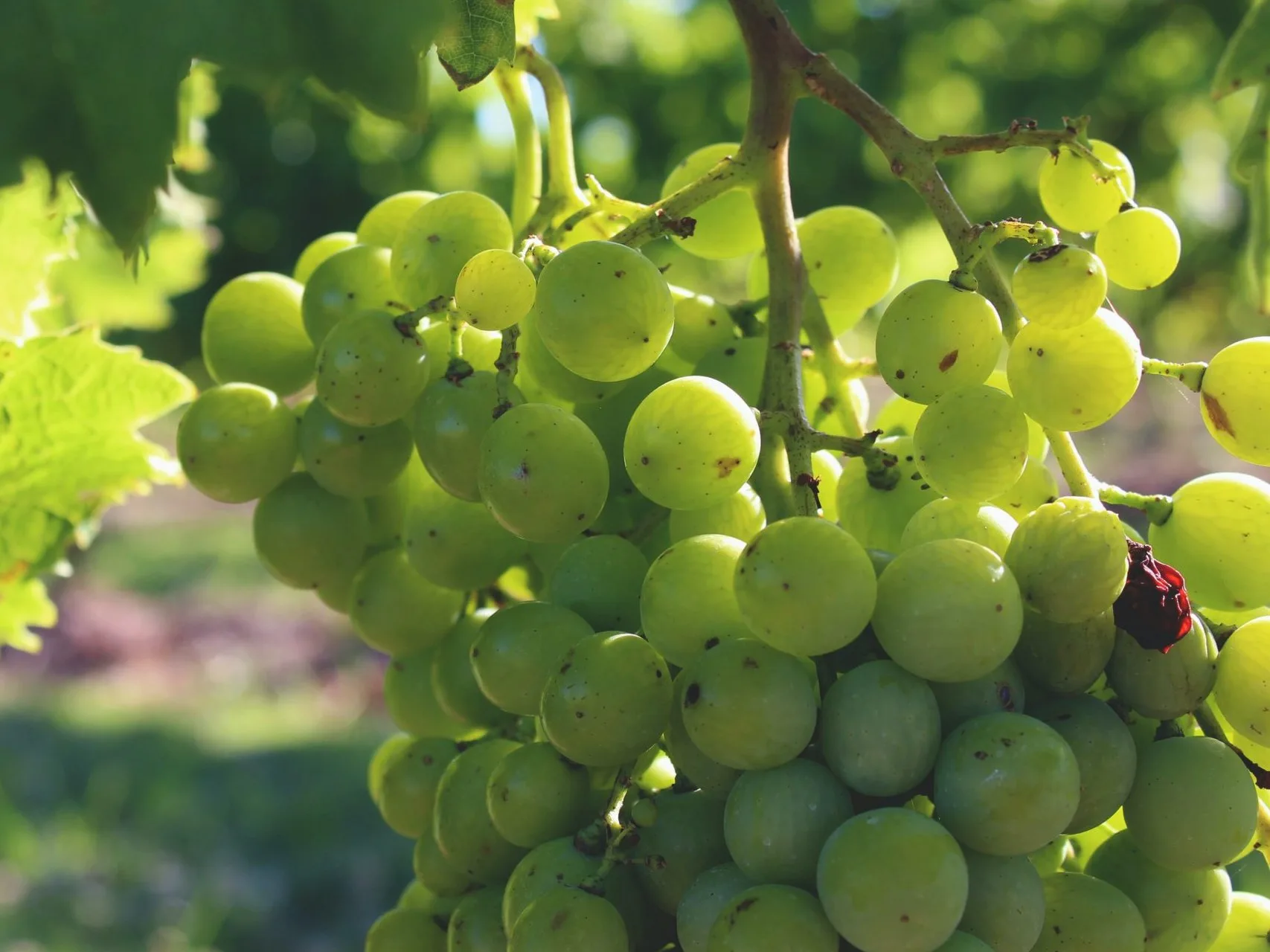 Vermentino Grape
