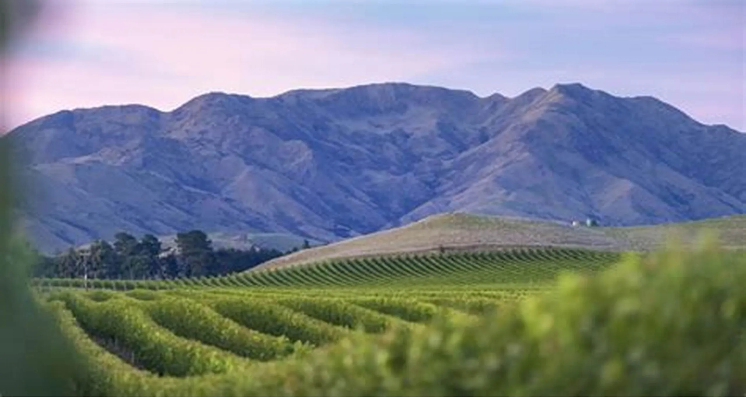 Marlborough, located in the northeast of New Zealand's South Island, is the country's largest and most renowned wine region. This area is celebrated for its Sauvignon Blanc, which has gained international acclaim for its vibrant, aromatic, and tropical flavours . The region's unique combination of a cool yet sunny climate, low rainfall, and free-draining, moderately fertile soils creates ideal conditions for viticulture