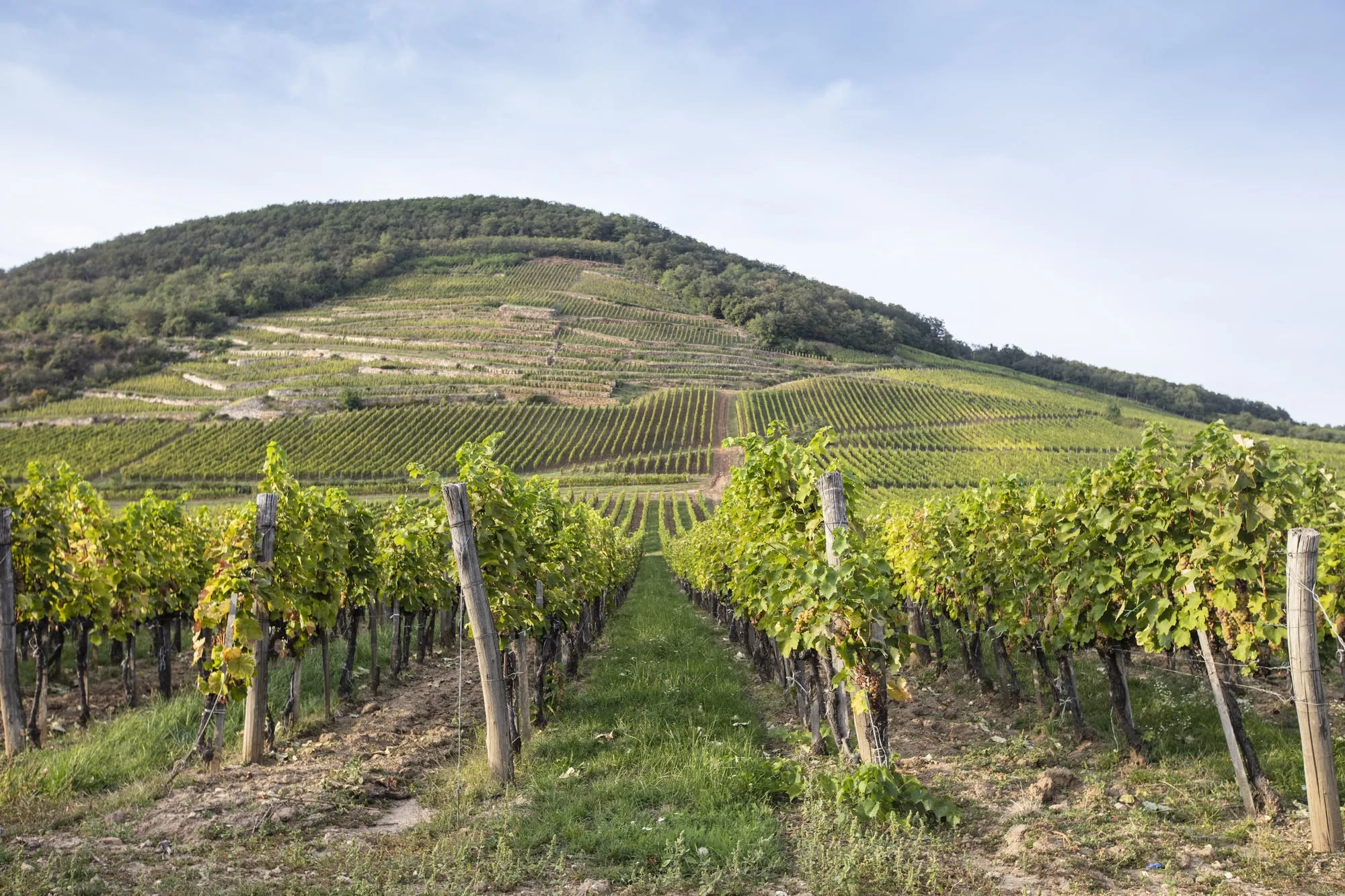 Located in northeastern Hungary, with a small portion extending into Slovakia, the Tokaj wine region is one of the world's most historic and revered.